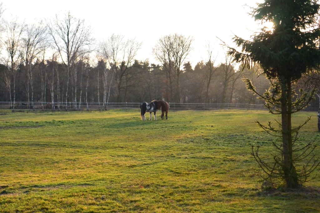 2014-01-05-jimmy-on-vacation-at-nth-ranch_18