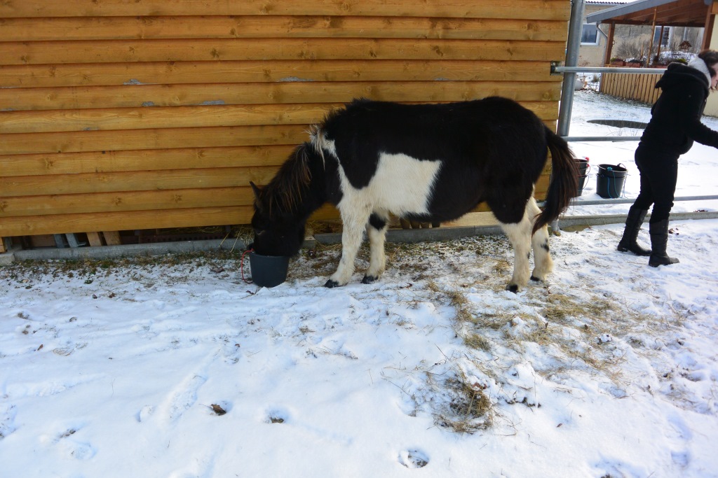 2014-01-26-feeding-our-horses-buddy-olly