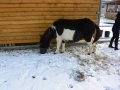 2014-01-26-feeding-our-horses-buddy-olly