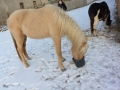 2014-01-26-feeding-our-horses-dooleys-cappugino_01