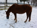 2014-01-26-feeding-our-horses-lady-mount-rushmore