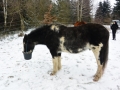 2014-01-26-feeding-our-horses-paco