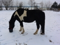 2014-01-26-feeding-our-horses-tiggers-lady-sancoussi